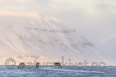 KA_180304_204 / Rangifer tarandus platyrhynchus / Svalbardrein