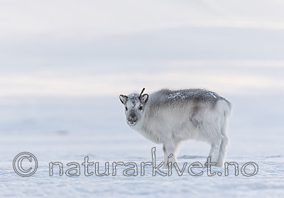 KA_180304_8 / Rangifer tarandus platyrhynchus / Svalbardrein