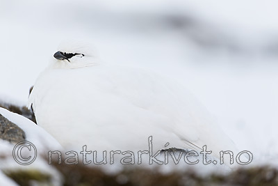 KA_180305_120 / Lagopus muta hyperborea / Svalbardrype