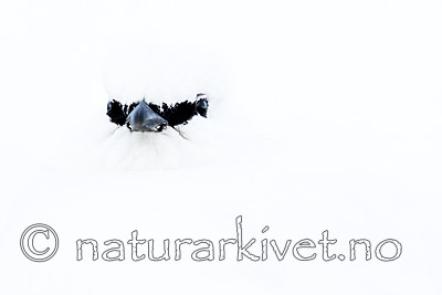 KA_180305_127 / Lagopus muta hyperborea / Svalbardrype