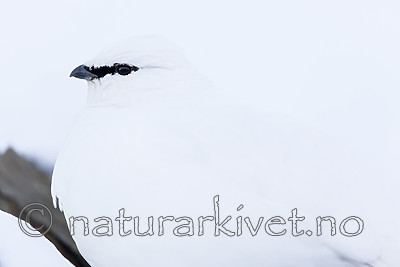 KA_180305_128 / Lagopus muta hyperborea / Svalbardrype