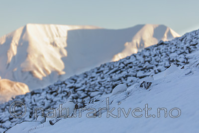 KA_180305_136 / Lagopus muta hyperborea / Svalbardrype