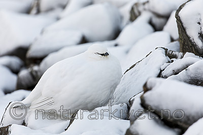 KA_180305_147 / Lagopus muta hyperborea / Svalbardrype