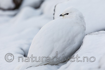 KA_180305_148 / Lagopus muta hyperborea / Svalbardrype