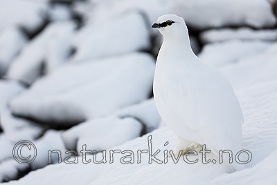 KA_180305_158 / Lagopus muta hyperborea / Svalbardrype