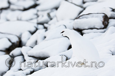 KA_180305_163 / Lagopus muta hyperborea / Svalbardrype