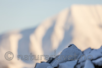 KA_180305_182 / Lagopus muta hyperborea / Svalbardrype
