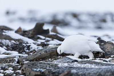 KA_180305_98 / Lagopus muta hyperborea / Svalbardrype