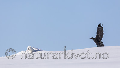 KA_180412_439 / Corvus corax / Ravn <br /> Vulpes lagopus / Fjellrev