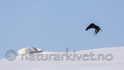 KA_180412_441 / Corvus corax / Ravn <br /> Vulpes lagopus / Fjellrev