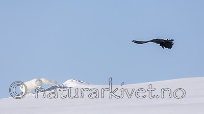KA_180412_442 / Corvus corax / Ravn <br /> Vulpes lagopus / Fjellrev