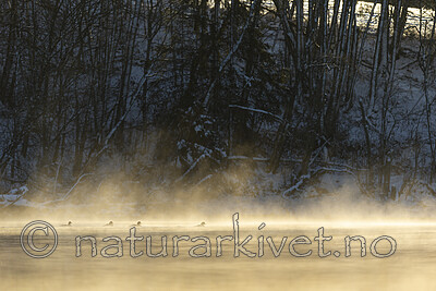KA_191129_45 / Mergus merganser / Laksand
