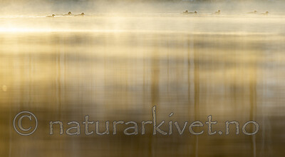 KA_191129_58 / Mergus merganser / Laksand