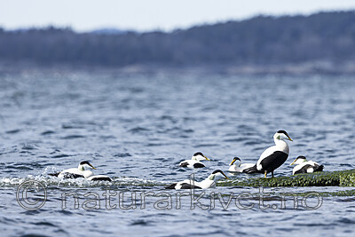 KA_210425_30 / Somateria mollissima / ærfugl