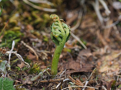 P6031764 / Botrychium matricariifolium / Huldrenøkkel