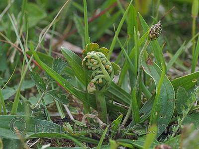 P6031783 / Botrychium matricariifolium / Huldrenøkkel