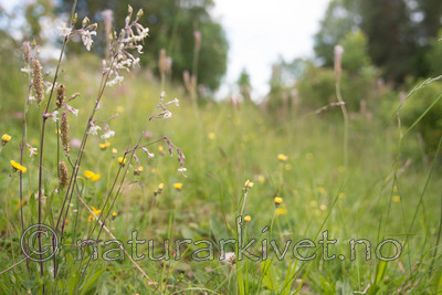 SIG_4127 / Silene nutans / Nikkesmelle