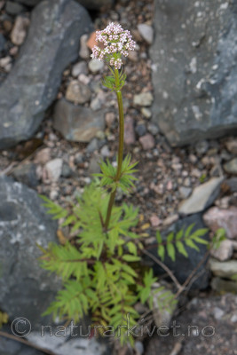 SIG_4169 / Valeriana officinalis / Legevendelrot