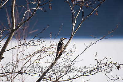 SIG_5941 / Dendrocopos leucotos / Hvitryggspett