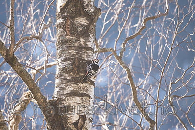 SIG_6014 / Dendrocopos leucotos / Hvitryggspett