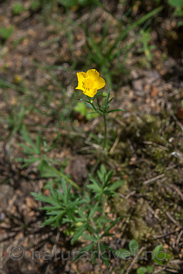 SIG_6959 / Ranunculus polyanthemos / Krattsoleie