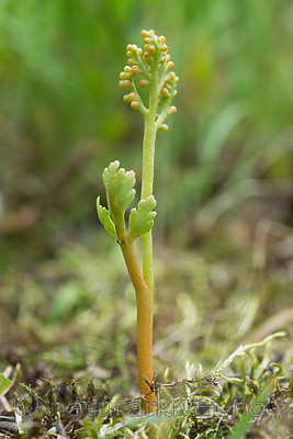 SIG_9003 / Botrychium matricariifolium / Huldrenøkkel