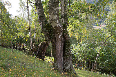 SIG_9972 / Betula pubescens pubescens / Dunbjørk