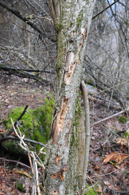 SIR_0192 / Dendrocopos leucotos / Hvitryggspett