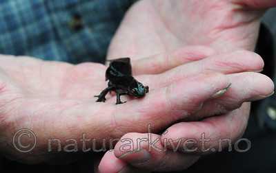 SIR_0447 / Lissotriton vulgaris / Småsalamander