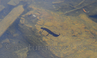 SIR_0487 / Lissotriton vulgaris / Småsalamander