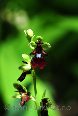 SIR_5971 / Ophrys insectifera / Flueblom