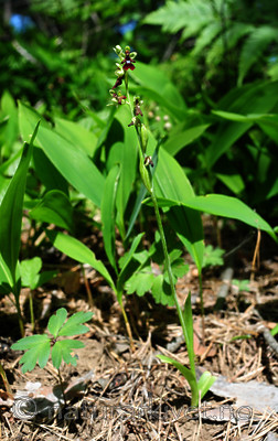 SIR_5992 / Ophrys insectifera / Flueblom