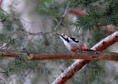 SIR_8898 / Dendrocopos leucotos / Hvitryggspett