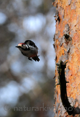 SIR_9010 / Dendrocopos leucotos / Hvitryggspett