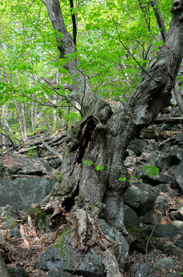 SIR_9512-2 / Tilia cordata / Lind