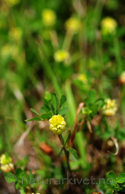 SIR_9690 / Trifolium campestre / Krabbekløver