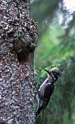 SR0102 / Picoides tridactylus / Tretåspett
