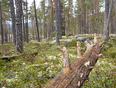 _4230015 / Chaetodermella luna / Furuplett