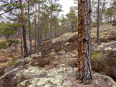 _4230055 / Nothorhina muricata