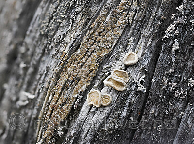 _4230122 / Ochrolechia pseudopallescens