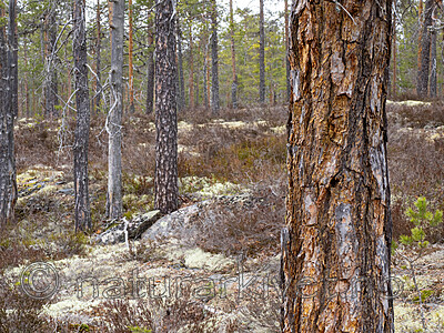 _4230160 / Nothorhina muricata