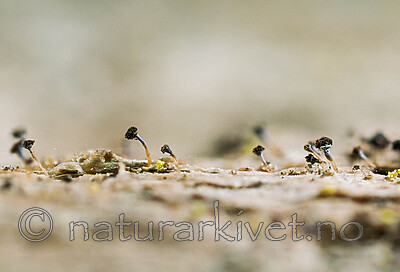 _4240048_1 / Chaenotheca cinerea / Huldrenål