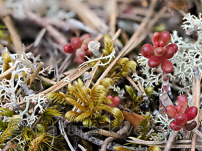 _5140116 / Rhytidium rugosum / Labbmose