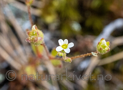 _5140182 / Saxifraga tridactylites / Trefingersildre