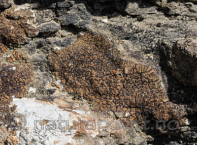 _5140568 / Acarospora impressula