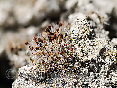 _5140616 / Pterygoneurum ovatum / Stjertmose