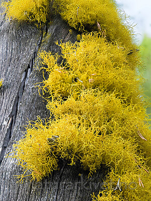 _5230875 / Letharia vulpina / Ulvelav