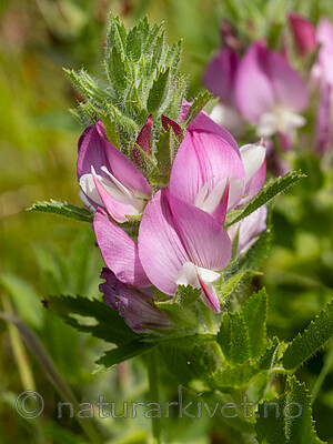 _7080323 / Ononis arvensis / Bukkebeinurt