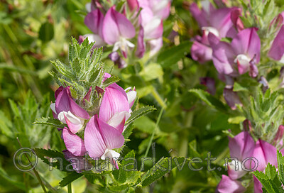 _7080365 / Ononis arvensis / Bukkebeinurt