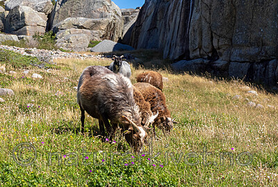 _7090434 / Ovis aries / Sau